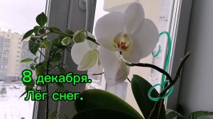 Лёг снег. Надеюсь не растает. 8 декабря. Стерлитамак. Первая орхидея зацвела.