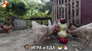 Кормление кур овощами и фруктами для зарядки и от скуки 🥗🐓🤗  (5)