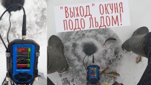 "Выход" окуня подо льдом - как это выглядит в реалиях и в эхолоте!
