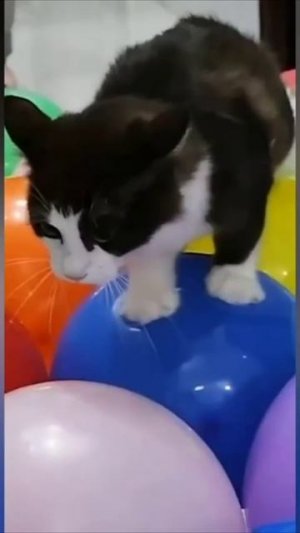 Смешные коты #96-4