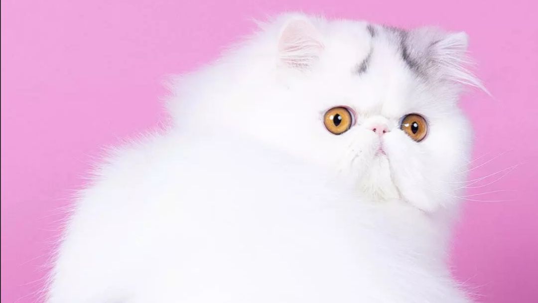 Роблокс Догонялки