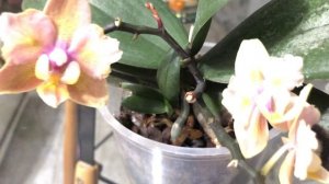 Как можно размножать орхидеи в домашних условиях