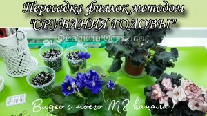 Пересадка фиалок / Переукоренение)