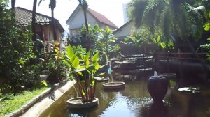 Пхукет. Камала. Тропическая зелень на территории отеля.