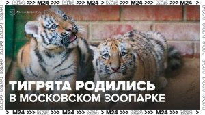 Два амурских тигренка появились в Московском зоопарке - Москва 24