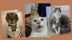 Прикольная нарезка видео, про домашних питомцев