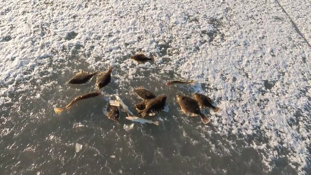 Отличный клёв наваги и камбалы под коврижкой