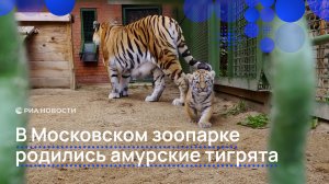 В Московском зоопарке родились амурские тигрята.