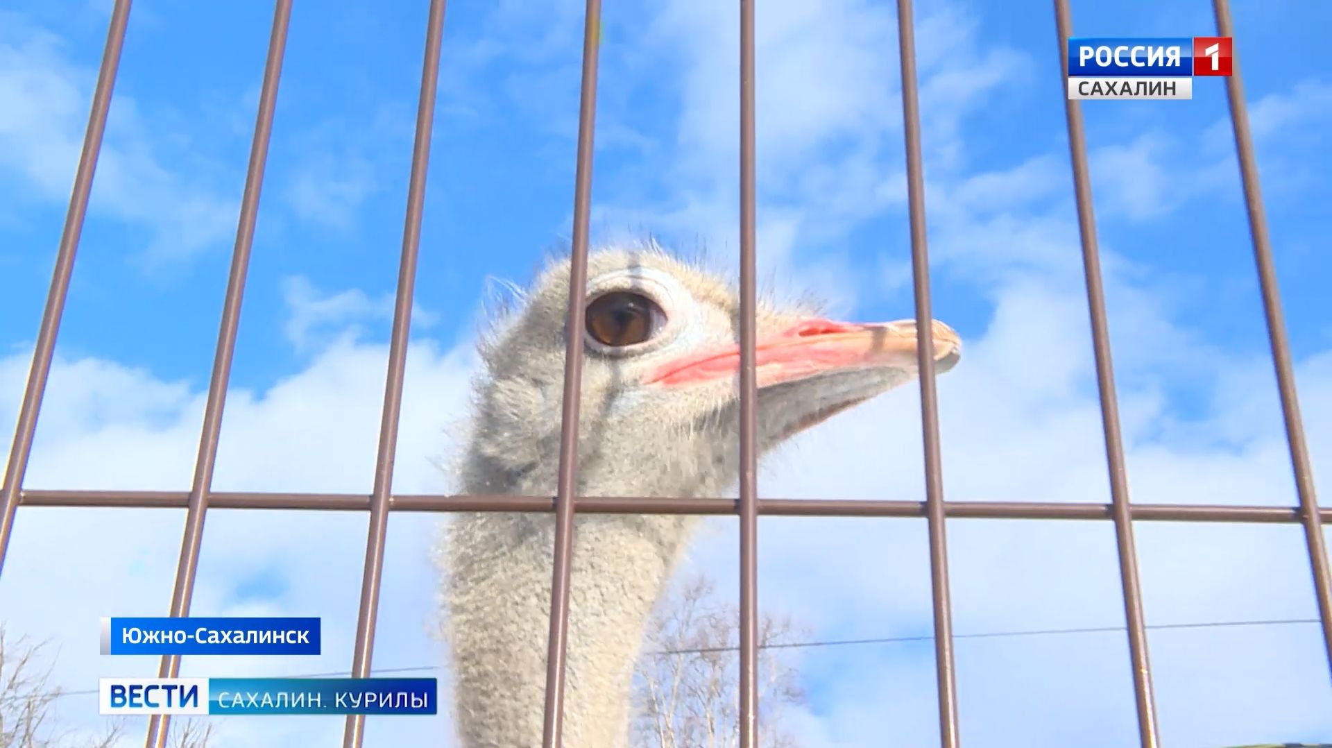 "Вести. Сахалин. Курилы". 6 декабря 2025 года смотреть онлайн