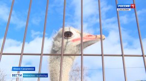 "Вести. Сахалин. Курилы". 6 декабря 2025 года