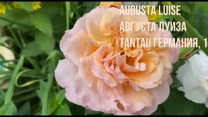 Цветение роз в саду, Голден Шауэрс и компания🌼🌿✨🌿🌼🌿✨🌿🌼