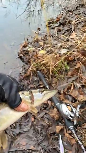 Сейчас отпустим злодейку малую. Мегабасс Ито Шайнер сработал