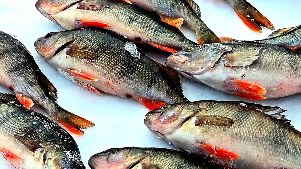 Наловили Кучу Рыбы Лучшая Зимняя Рыбалка в Восточной Сибири. Просто Ловим Горстями Бешеный Поклёв