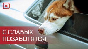 Правительство России поддержало идею возбуждать административные дела за плохое содержание животных