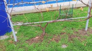 Обрезка и укрытие винограда на зиму