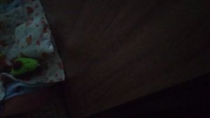 БАСИК  У БАБУШКИ