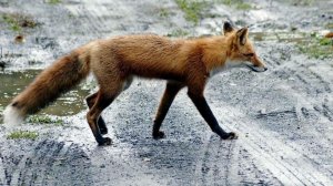 Лисы кошмарят жителей на севере Казахстана: звери тащат домаших животных и едва не искусали ребенка