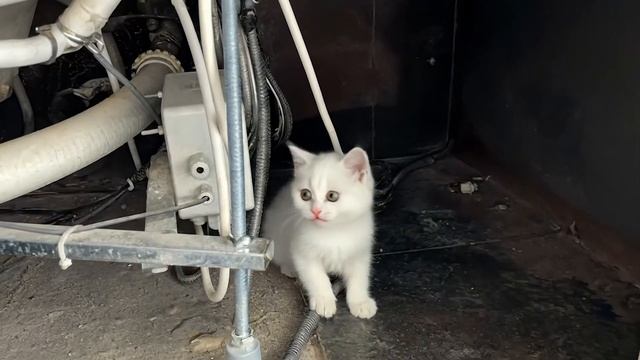 Котенок Кефир испугался попугая! Смотри как Маша выручает котенка и знакомит его с пернатым гостем