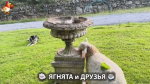 Ягнята и друзья 🐑 Веселые истории из жизни животных 😂 (13)