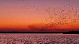 🦅 «Птичьи волны» в китайском Дунъине