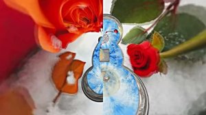 Розы на Снегу в Ледяной Галерее 3 от Киностудии Мудрого Кота Тимофея!