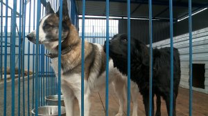 Неравнодушные жители Георгиевска переживают за собак в ПВС