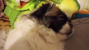 Трепала маме нервы, лежу отдыхаю...
#боняилоновна #пекинес