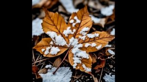 Последний взмах крыла...2