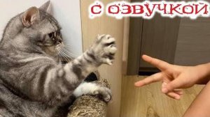 Приколы с котами_ с озвучкой  самые смешные коты .