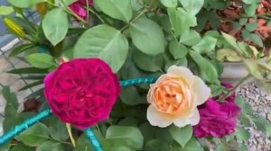 Джуд зе Обскур и компания роз в кашпо✨🌿✨🌿✨🌿✨