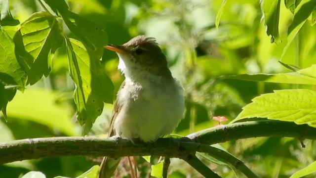 Лес пение птиц