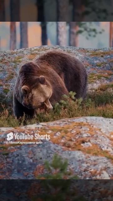 Бурый медведь-всеядные, хитроумные животные с превосходным обонянием