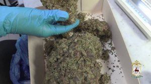 Три фляги и 9 банок с «дурман-травой» массой 7 кг изъяла полиция Нижнего Новгорода у наркосбытчика