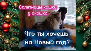 Кошки с озвучкой. Сплетницы кошки у окошка.