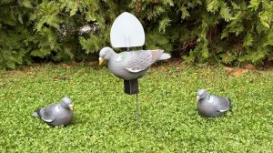 Отличный Махокрыл вяхиря