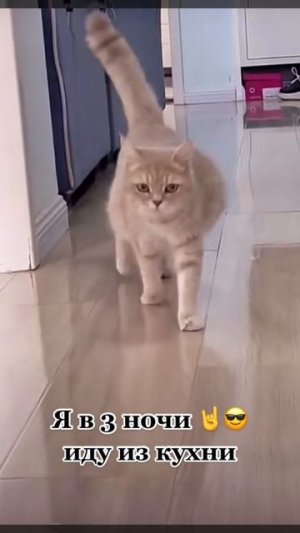 Хорошее настроение с Веселыми Лапками :)