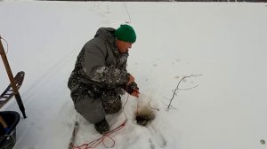 Рыбалка на налима  Пришли морозы посмотрим что принесет река  Есть налим