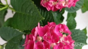 Крупнолистная гортензия Таблетензия 🌿🌺😍