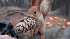 Прибежала Рыжая