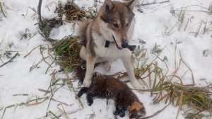 охота на куницу с лайкой