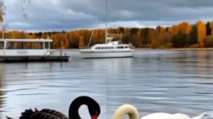 лебединая верность