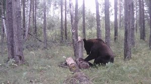 Медведь на солонце