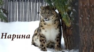 Снежному барсу Саяну нарушили покой! Подругу Нарину перевели в новый вольер к нему поближе.