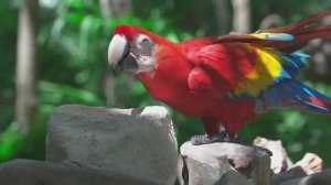 Невероятные и великолепные цвета природы в 4K HDR животные ультра цветные