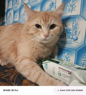 мой любимый котик