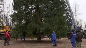 Главную новогоднюю ель страны нашли в Рузском районе Московской области.