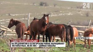 Единственное в Крыму предприятие по производству кумыса восстановят