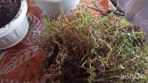 8-12-2025. Жизнь в деревне.К нам пришли морозы.