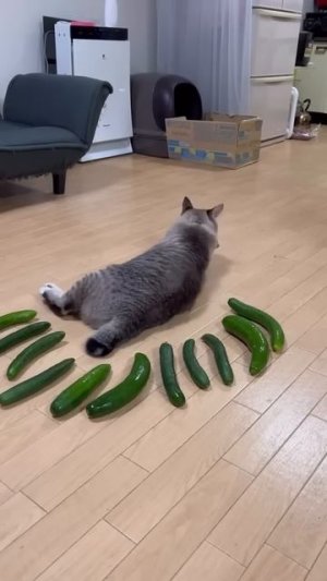 Хорошее настроение с Веселыми Лапками :)