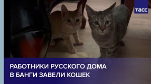 Благодаря Русскому дому жители столицы ЦАР начали заводить кошек